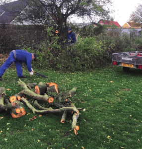 2 mænd laver havearbejde og fælder træer